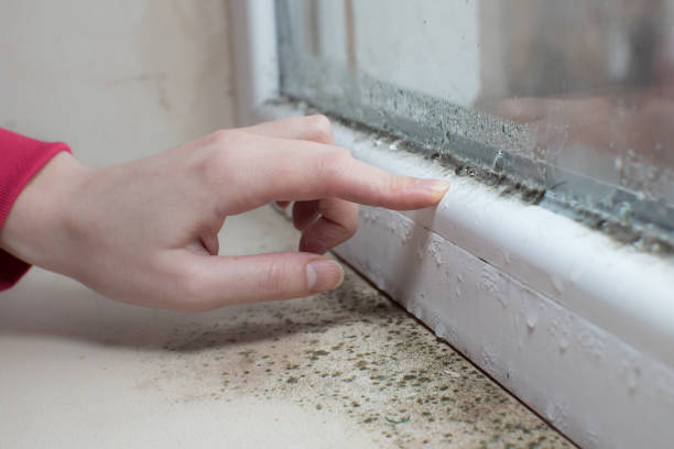 Best Post-Construction Mold Inspection  in Highwood, IL